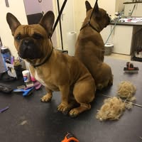 Dallas Pooch Palace