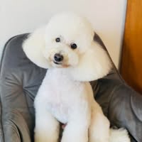 Much Care Dog Grooming