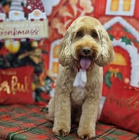 Serenity Dog Grooming Academy