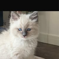 Windsor Pet Boutique & Spa