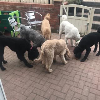 The Dog Grooming Parlour