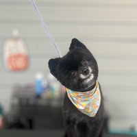 Groomed with Grace Dog Grooming York