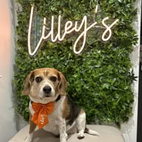 Lilley's Dog Grooming