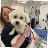 Dapper Dogs Dog Grooming