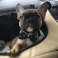 Dapper Dogs of Oxford