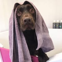 Surrey Hills Dog Grooming