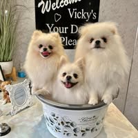 Vicky's Dog Grooming Parlour