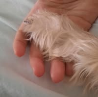 Short Bakun Tails