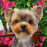 Fur fabulous grooming