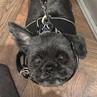 Wendys pet salon Congleton