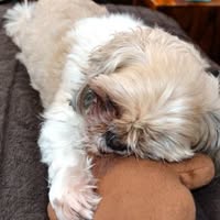 Doggie Divas Dog Grooming Salon