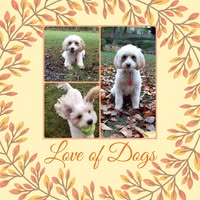 Love of Dogs Pet Groomer