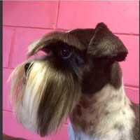 Lulus Pooch Parlour