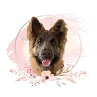 Henry's House of Paws