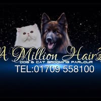 A Million Hairz
