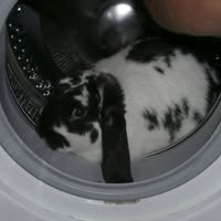 The Bunny Bunch