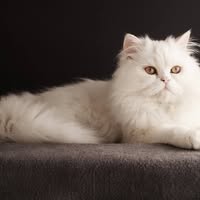 Smart Cats Grooming