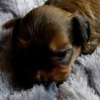 Adorable Paws