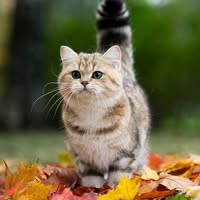 Cat Grooming in Basildon - World of MEOW