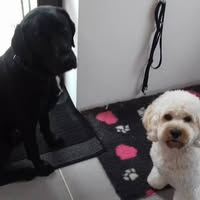 Precious Paws Dog Grooming Parlour