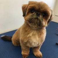 Redlands Dog Grooming