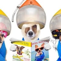 Canine Creations
