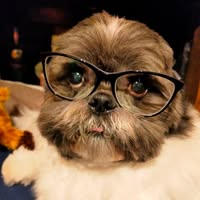 Spa Paws Grooming Salon