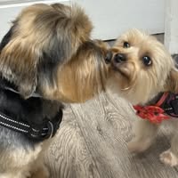 Shaggy Chic Dog Grooming