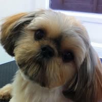 Tops N Tails Professional Dog Grooming