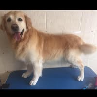 Pooch Parlour Dog Groomer - Eastleigh