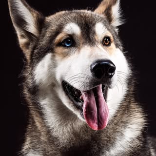 Fetch! Mobile Dog Grooming Ltd