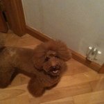 The Uptown Dog
