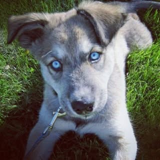 Doggies Furever Ltd