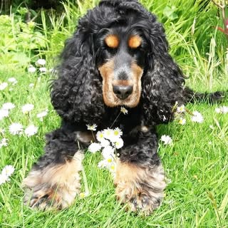 Pawfect grooms