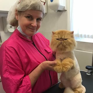 Purely Cat Grooming