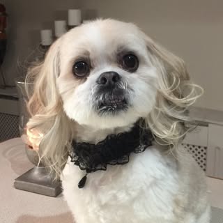 VIP PETS Hitchin's No. 1 Dog Groomers