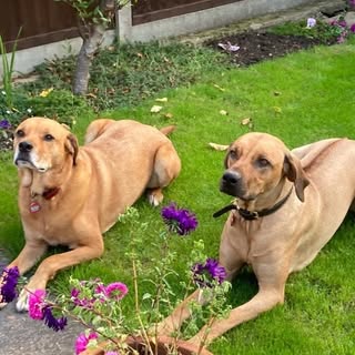 E P Groomers