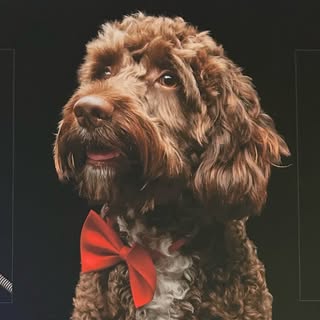Teddy & Rose Groomers