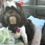 Its a Dogs Life Canine Grooming