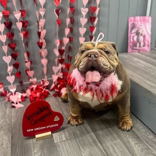 New groom studios