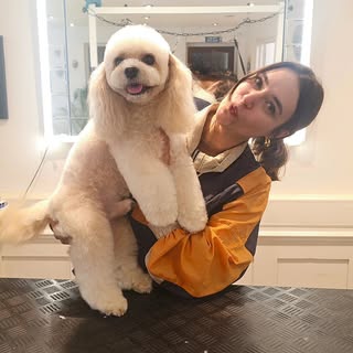 Velvet Paws Dog Grooming