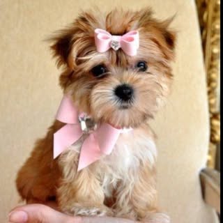 Prim & Pupper Dog Grooming