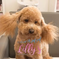 Lilly's Dog Grooming