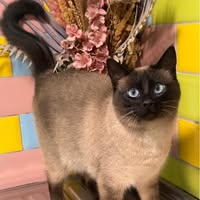 Corley Rocks Cattery & Grooming Parlour