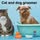 Animal care perfect groomer