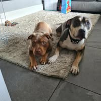 Bark in Style Grooming and Fertility
