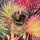 Cosham Dog Grooming Ltd