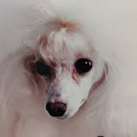 Pawfect Style Grooming Salon