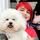 Jessica’s Dog Groomimg in Raunds