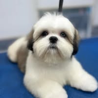 Groomingtails